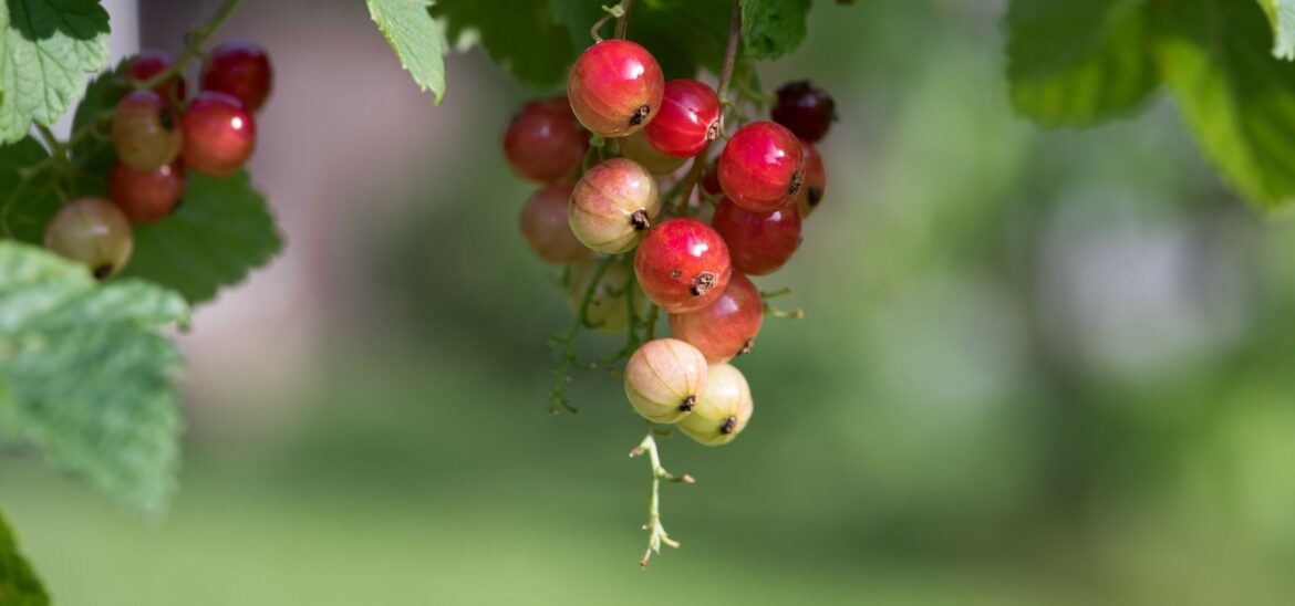 Quand planter groseilliers Cassissiers ?