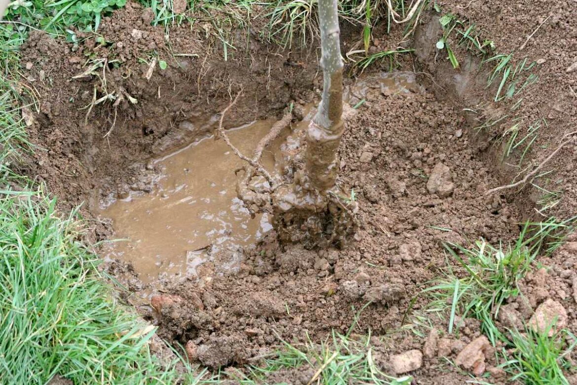 Quand planter la bruyère en arbre ?