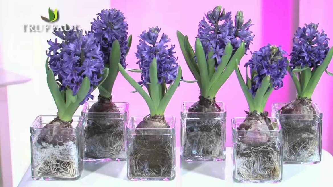 Quand planter les bulbes de jacinthes ?