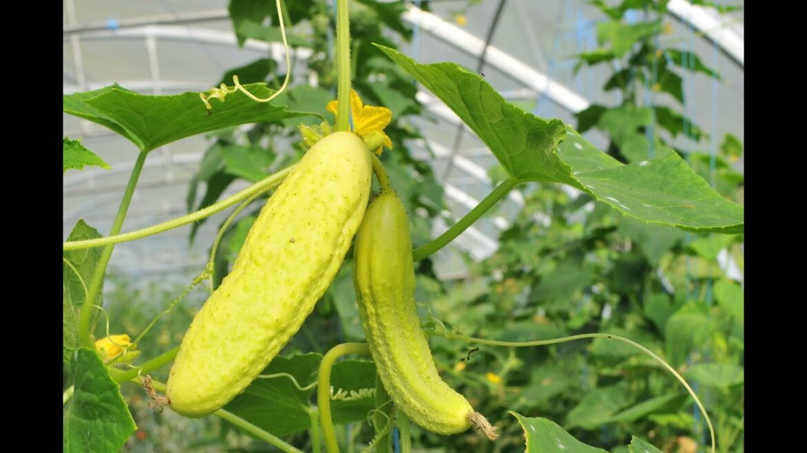 Quand planter les concombres en 2021 ?