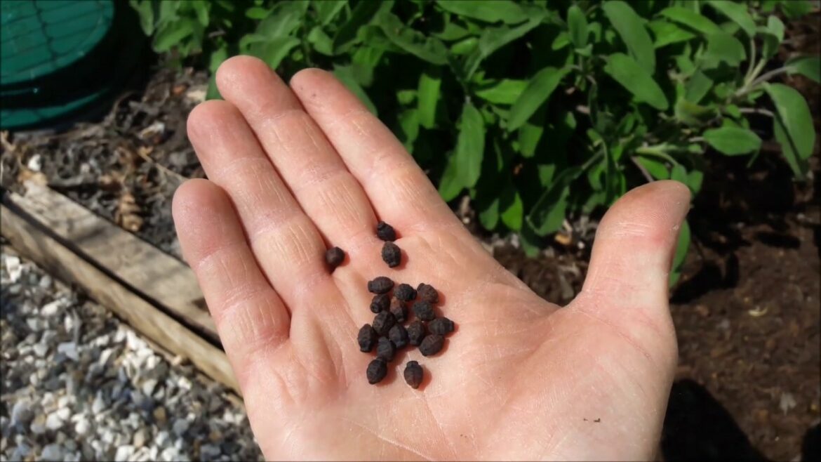 Quand planter les graines de belles de nuit ?