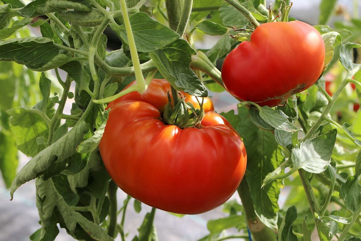 Quand planter les tomates avec la lune mai 2021 ?