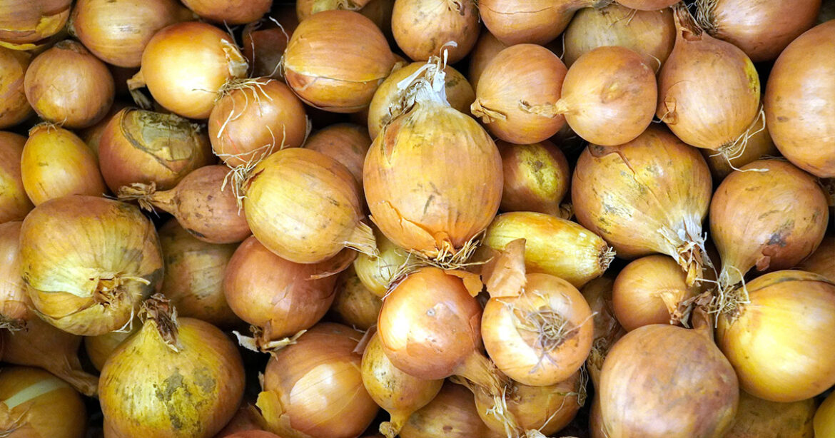 Quand planter oignons Stuttgarter ?