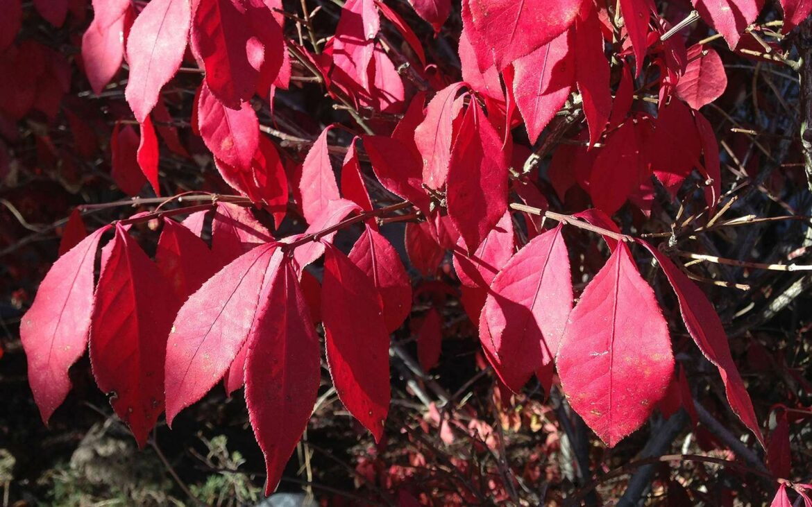 Quand planter un fusain ailé ?