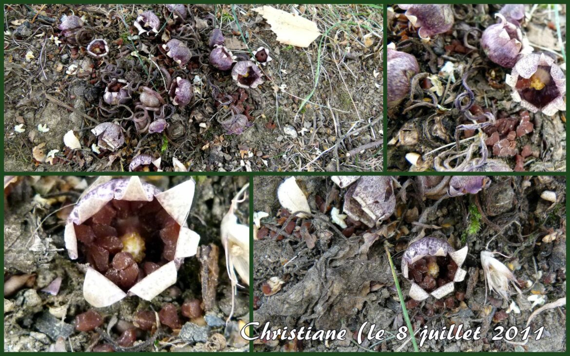 Quand récolter les graines de cyclamen ?