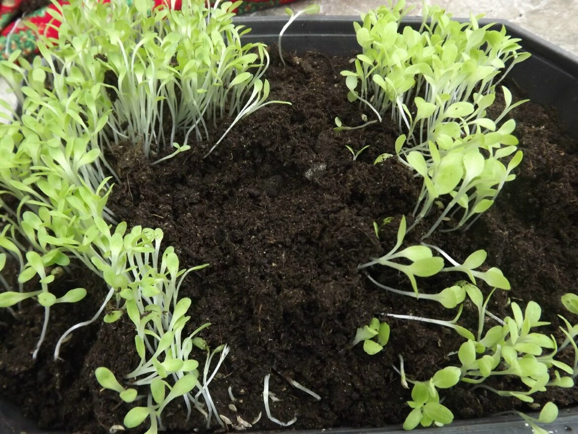 Quand repiquer des plants de salades ?