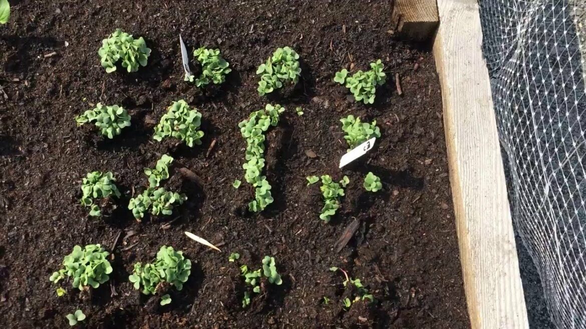 Quand repiquer des radis noir ?