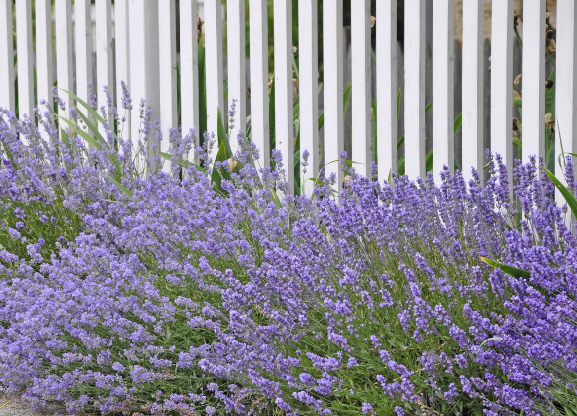 Quand replanter de la lavande ?