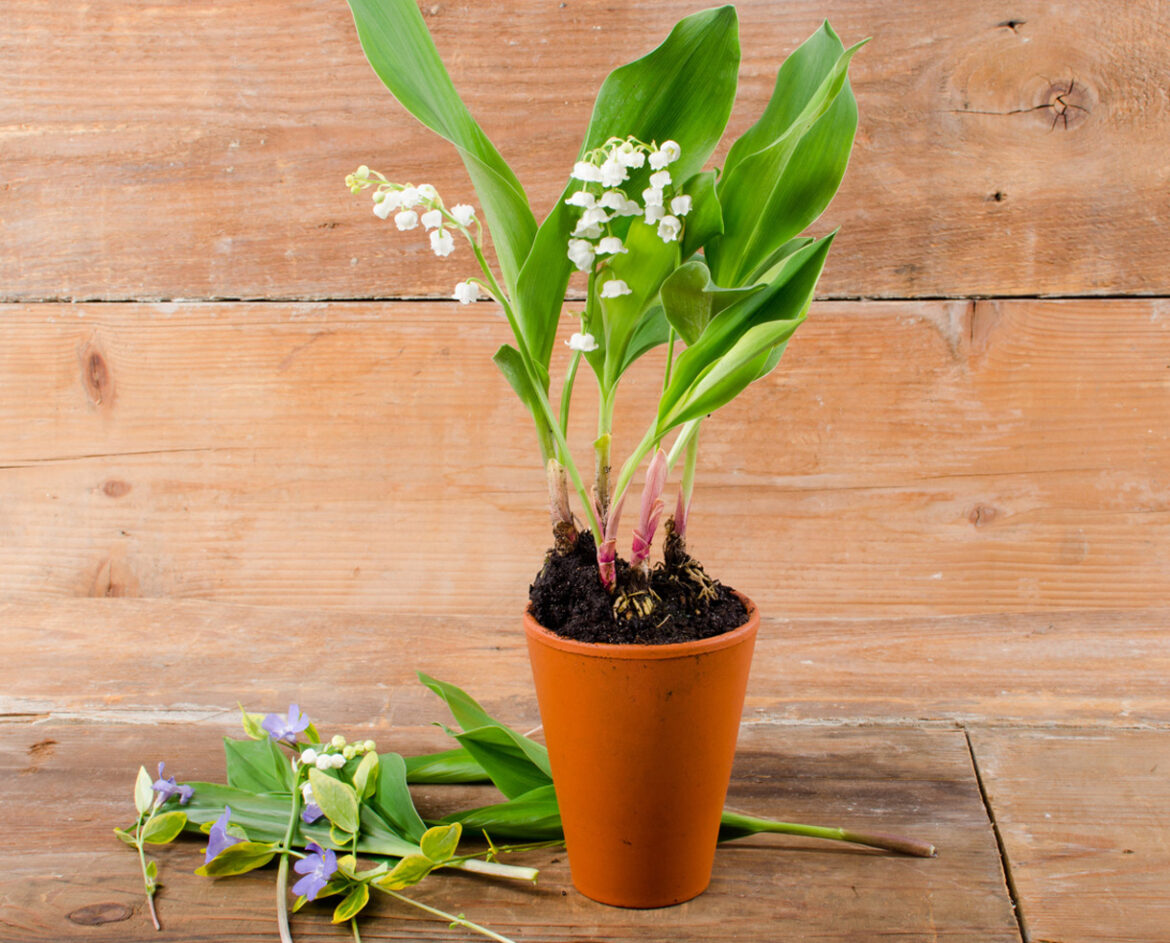 Quand replanter du muguet ?