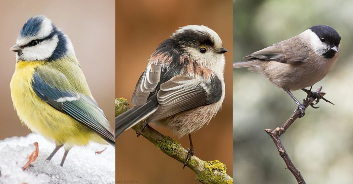 Quand se reproduisent les mésanges ?