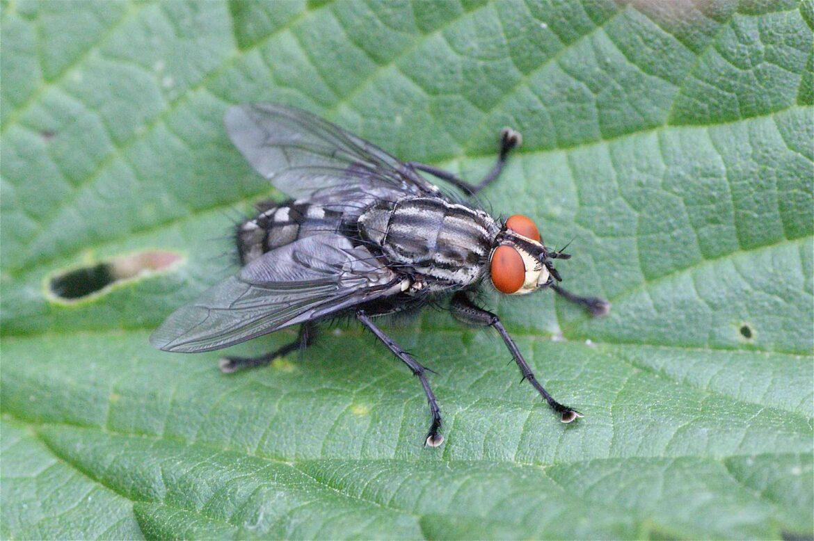 Quel animal mange la tête des oiseaux ?