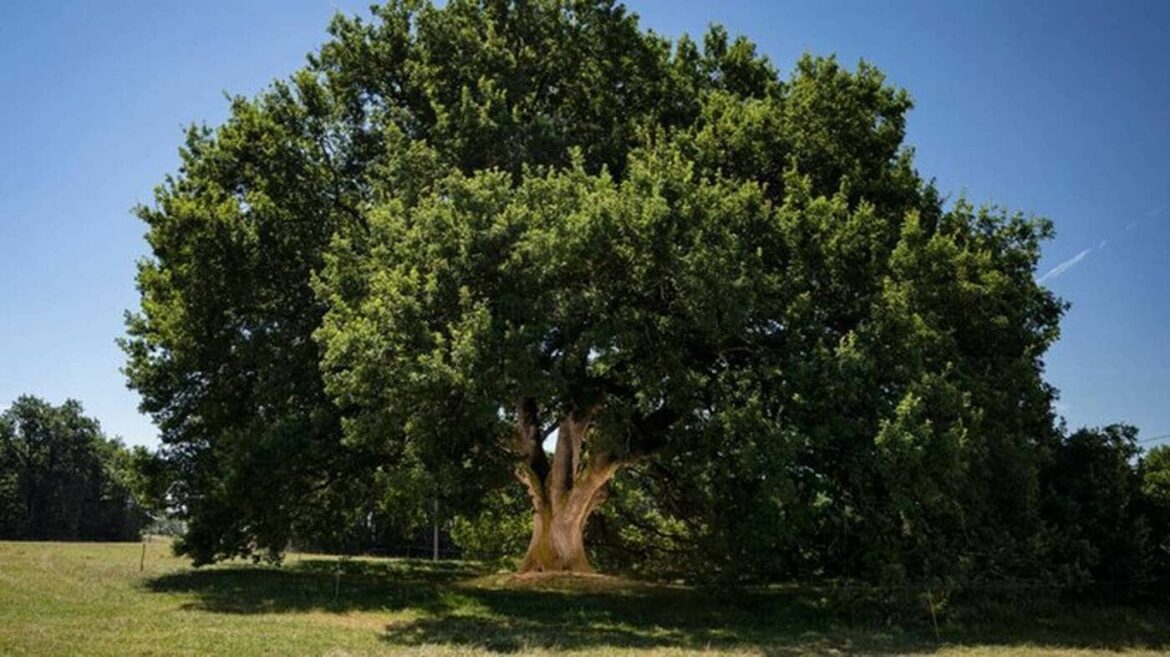 Quel arbre en France ?