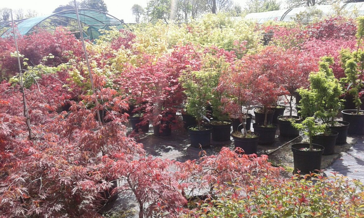 Quel arbre planter dans peu de terre ?