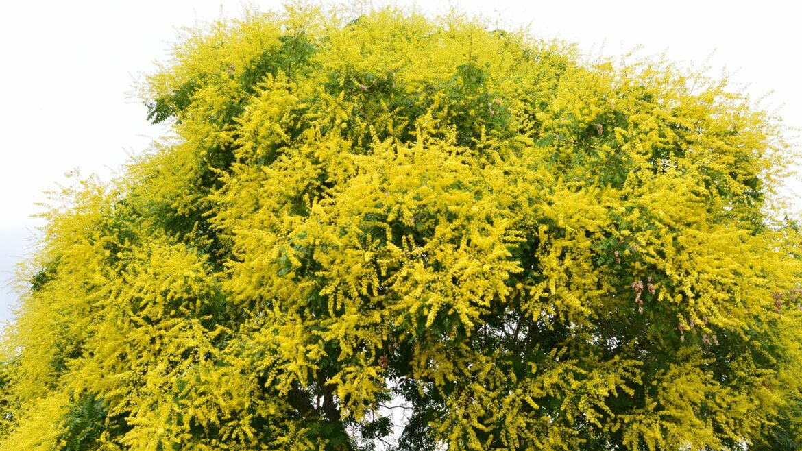 Quel arbre planter pour de l'ombre ?