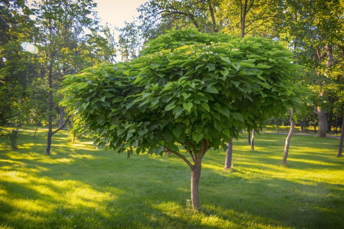 Quel arbre pour mon jardin ?