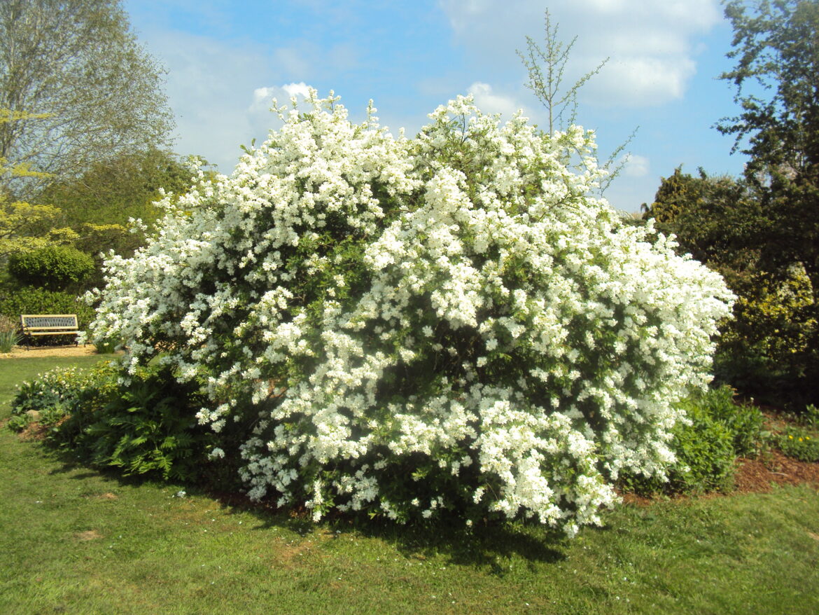 Quel arbuste persistant croissance rapide ?