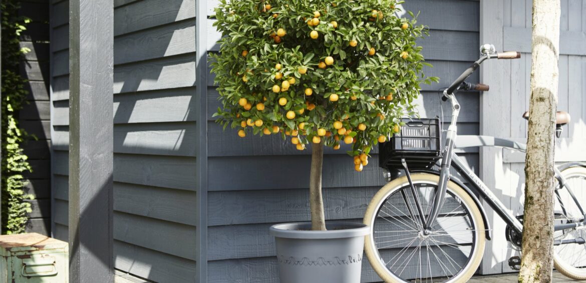 Quel arbuste persistant en pot ?