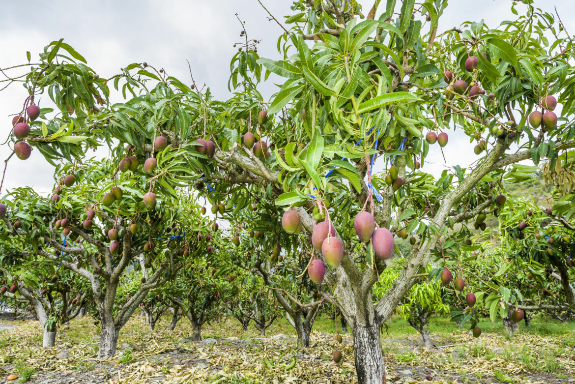 Quel climat pour le manguier ?