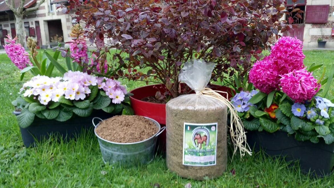 Quel engrais pour les dahlias ?