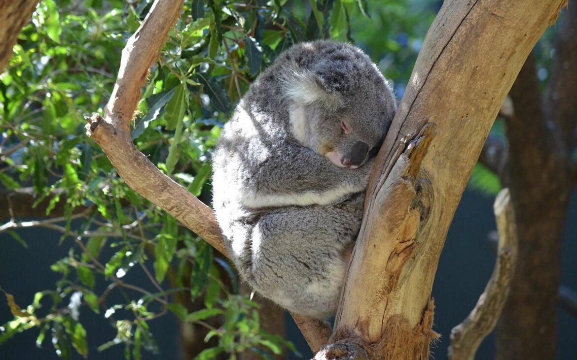 Quel est l'animal le moins contraignant ?