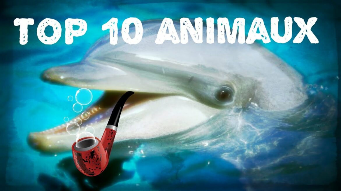 Quel est l'animal le moins intelligent du monde ?