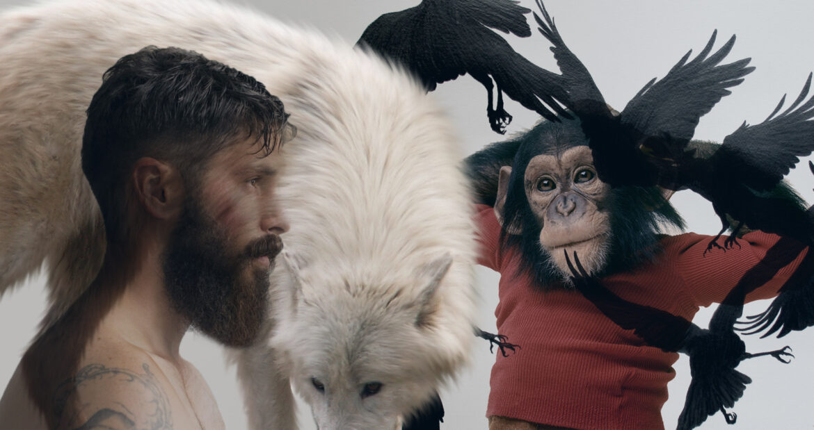 Quel est l'animal le plus intelligent ?