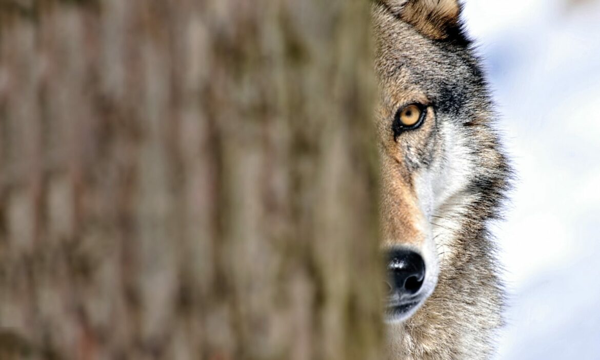 Quel est l'animal totem le plus puissant ?