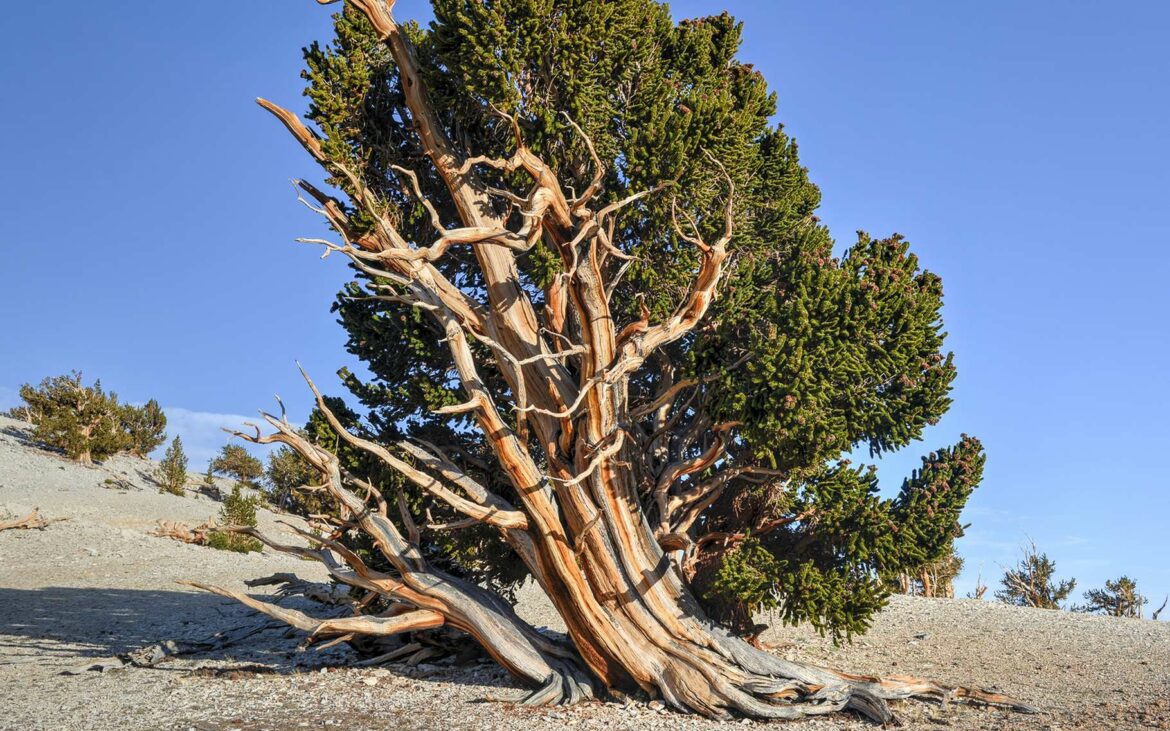 Quel est l'arbre qui travaille le plus ?