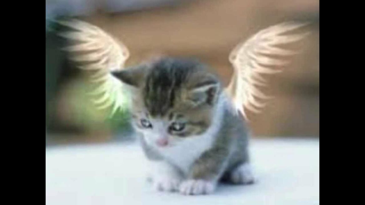 Quel est le chat le plus rigolo ?