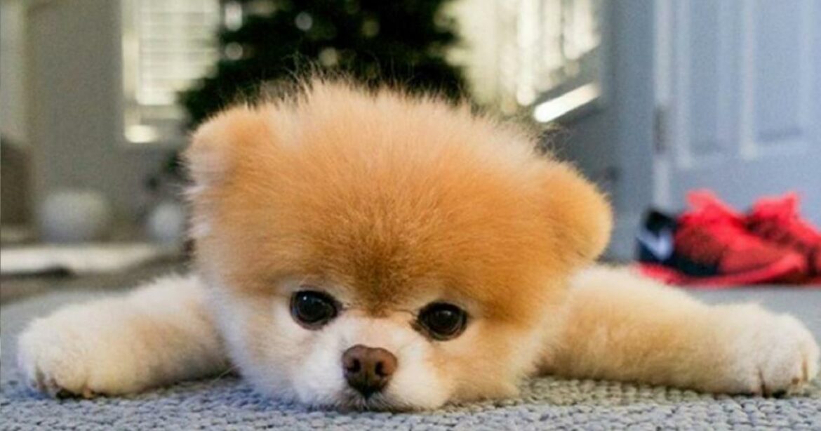 Quel est le chien le plus affectueux ?