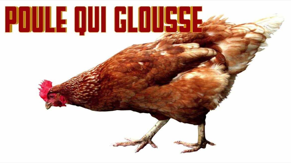 Quel est le cri de la poule ?