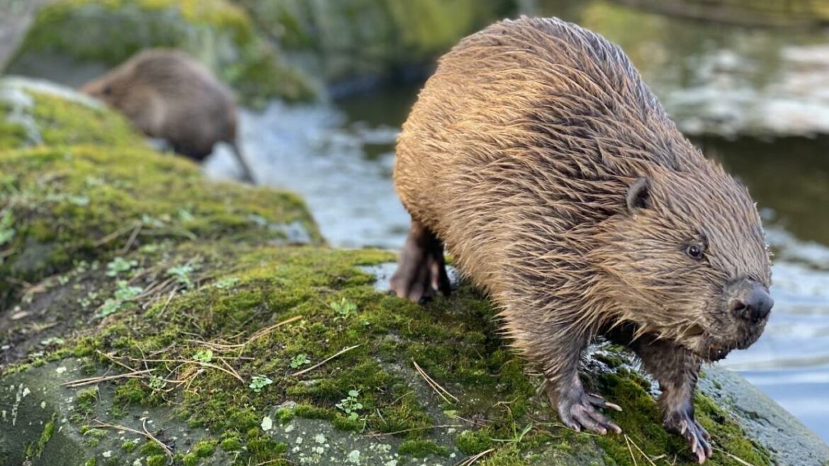 Quel est le nom de la femelle du hamster ?