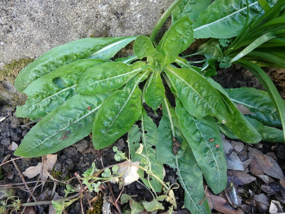 Quel est le nom des mauvaises herbes ?