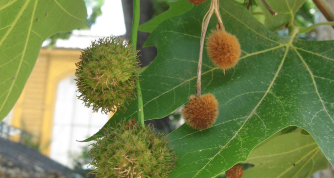 Quel est le nom du fruit du platane ?