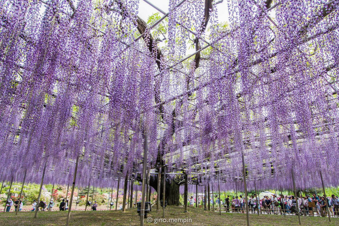 Quel est le plus bel arbre du monde ?