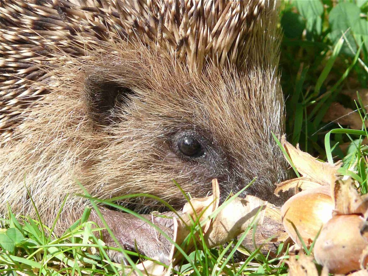 Quel est le prédateur de l'hérisson ?