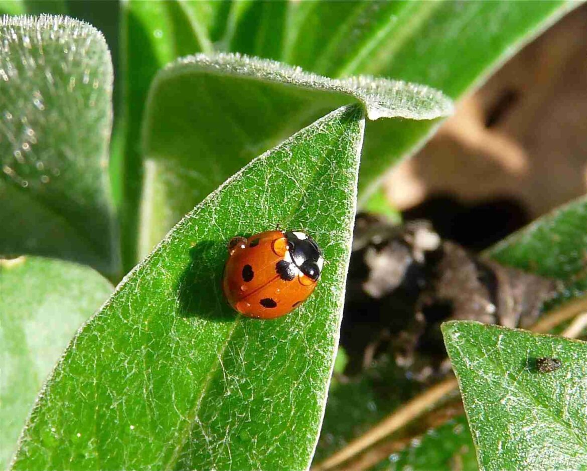 Quel est le symbole de la coccinelle ?