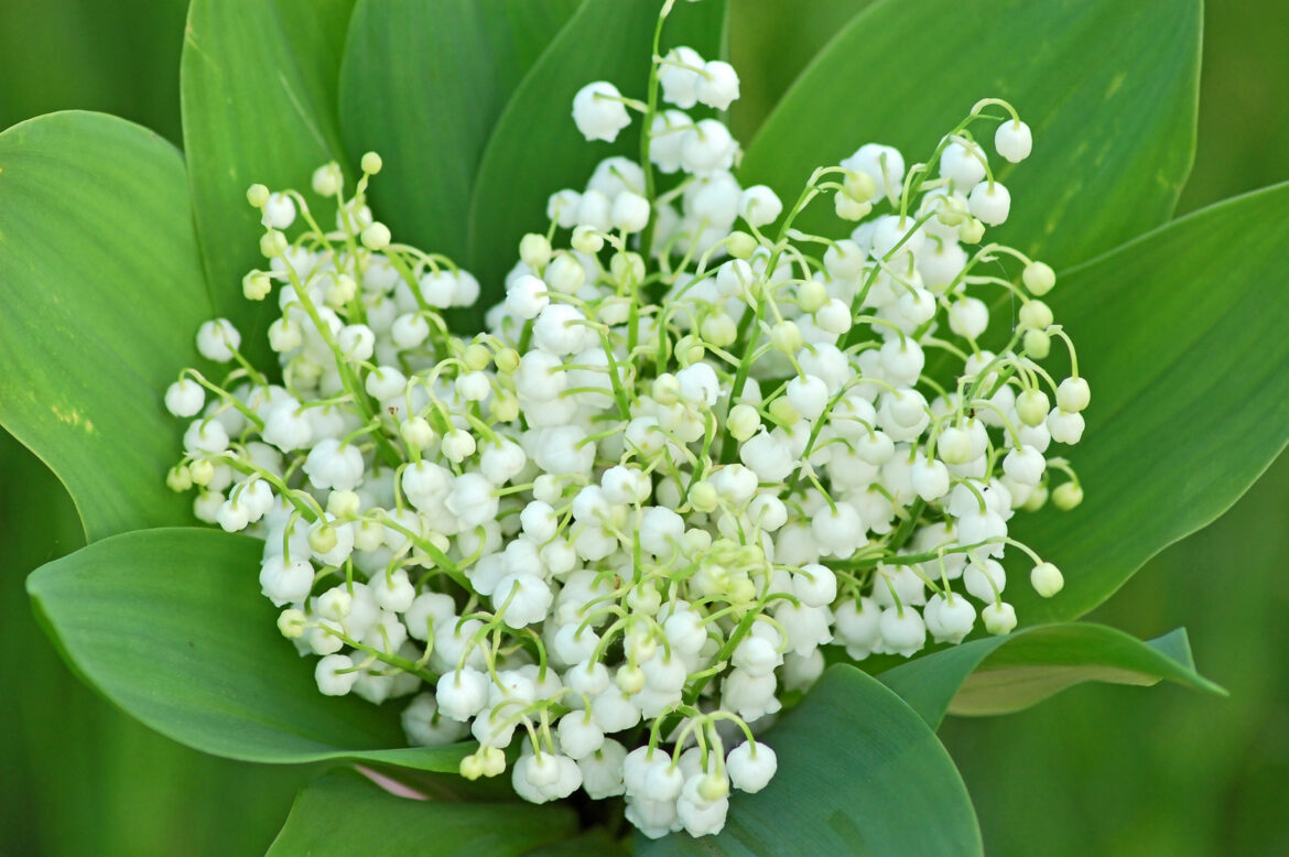 Quel est le symbole du muguet ?