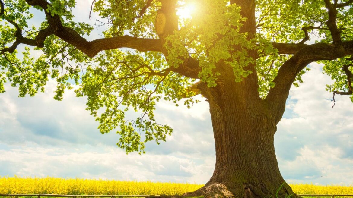 Quel est votre arbre totem ?