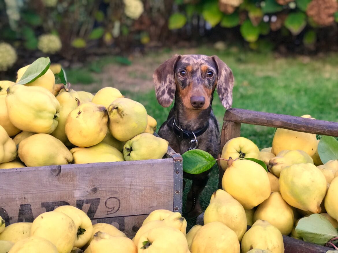 Quel fruit ne peut pas manger un chien ?