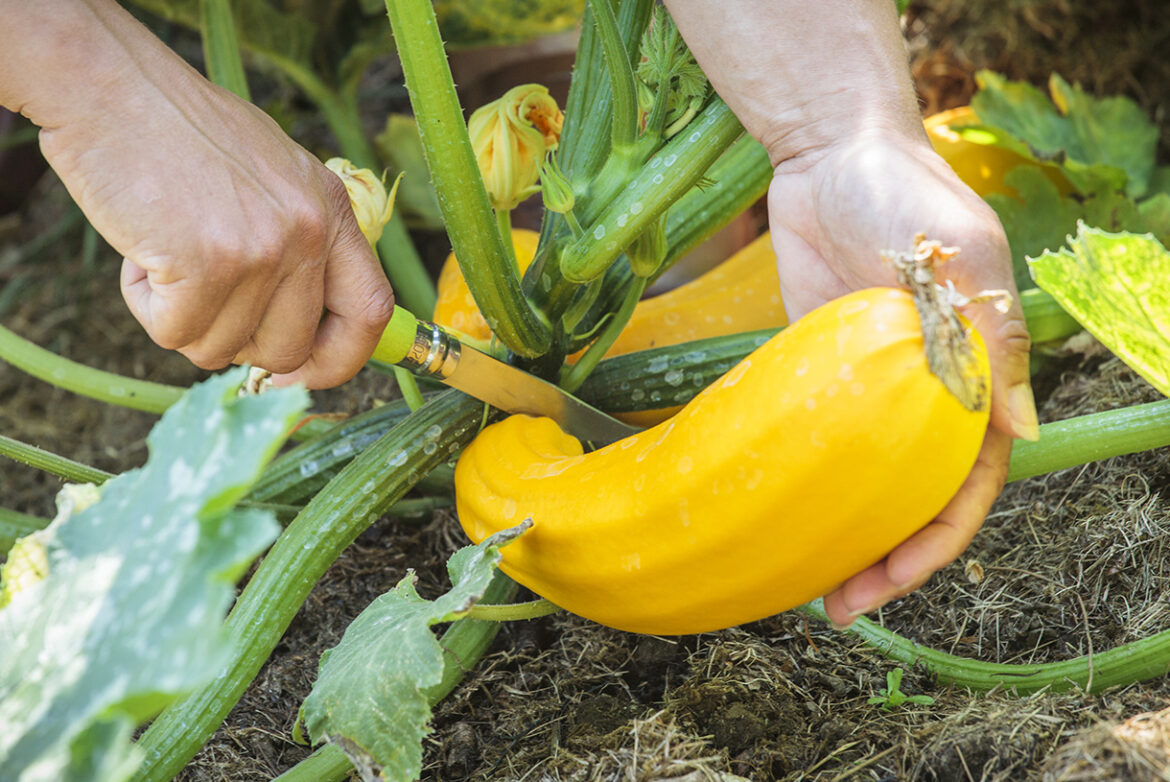 Quel fruit pousse en juillet ?