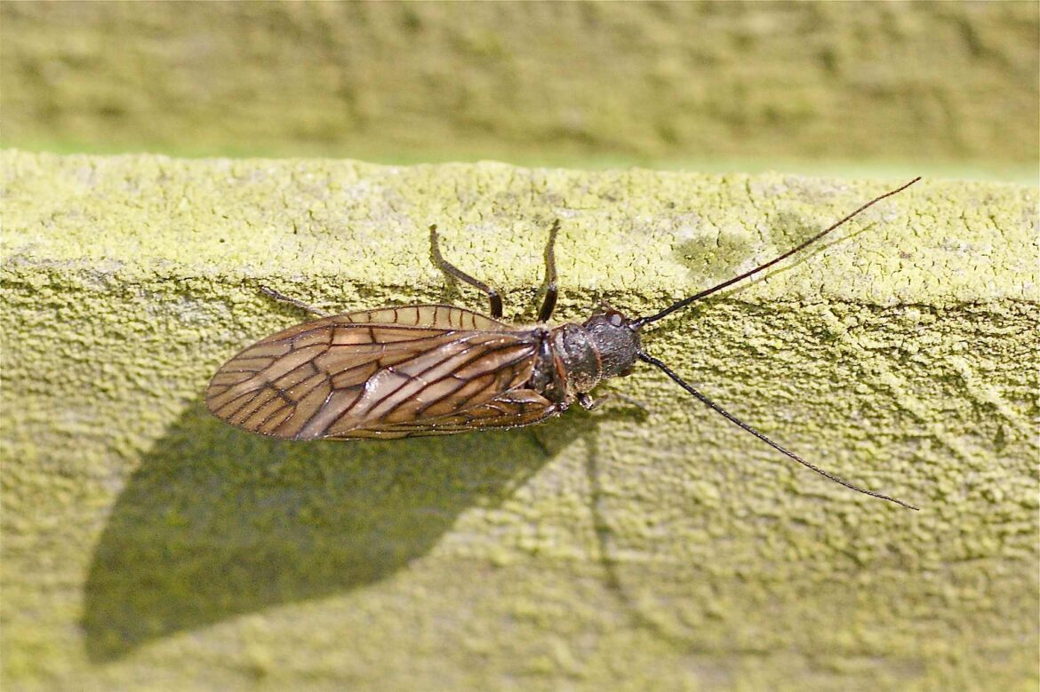 Quel insecte vit 24h ?