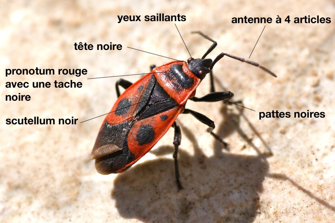 Quel insecte vit dans l'herbe ?