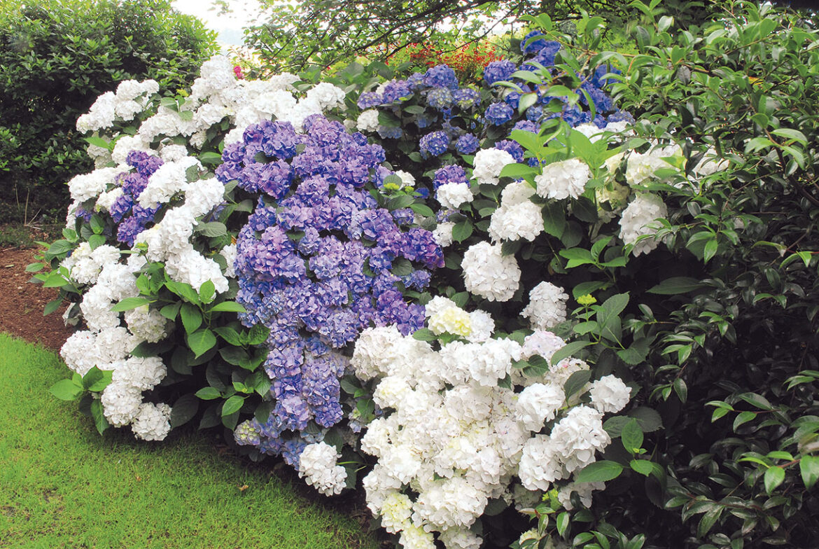 Quel paillis pour quelle plante ?
