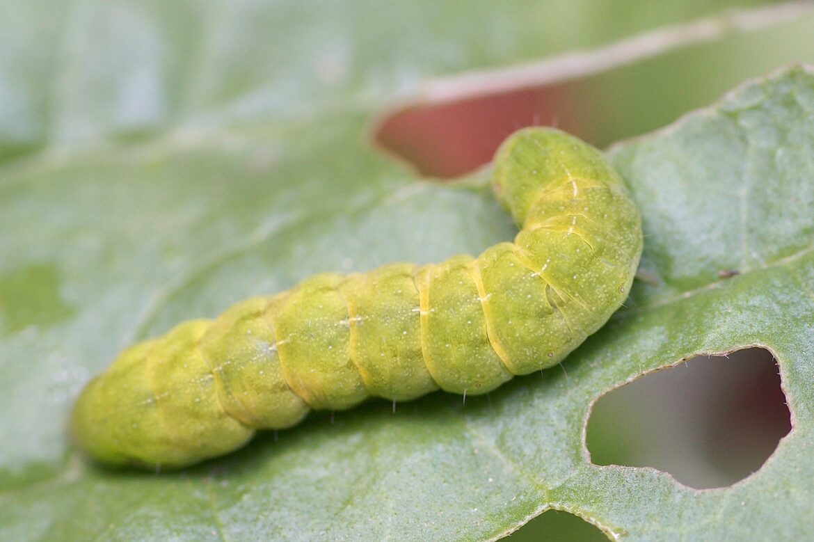 Quel papillon donne une chenille verte ?