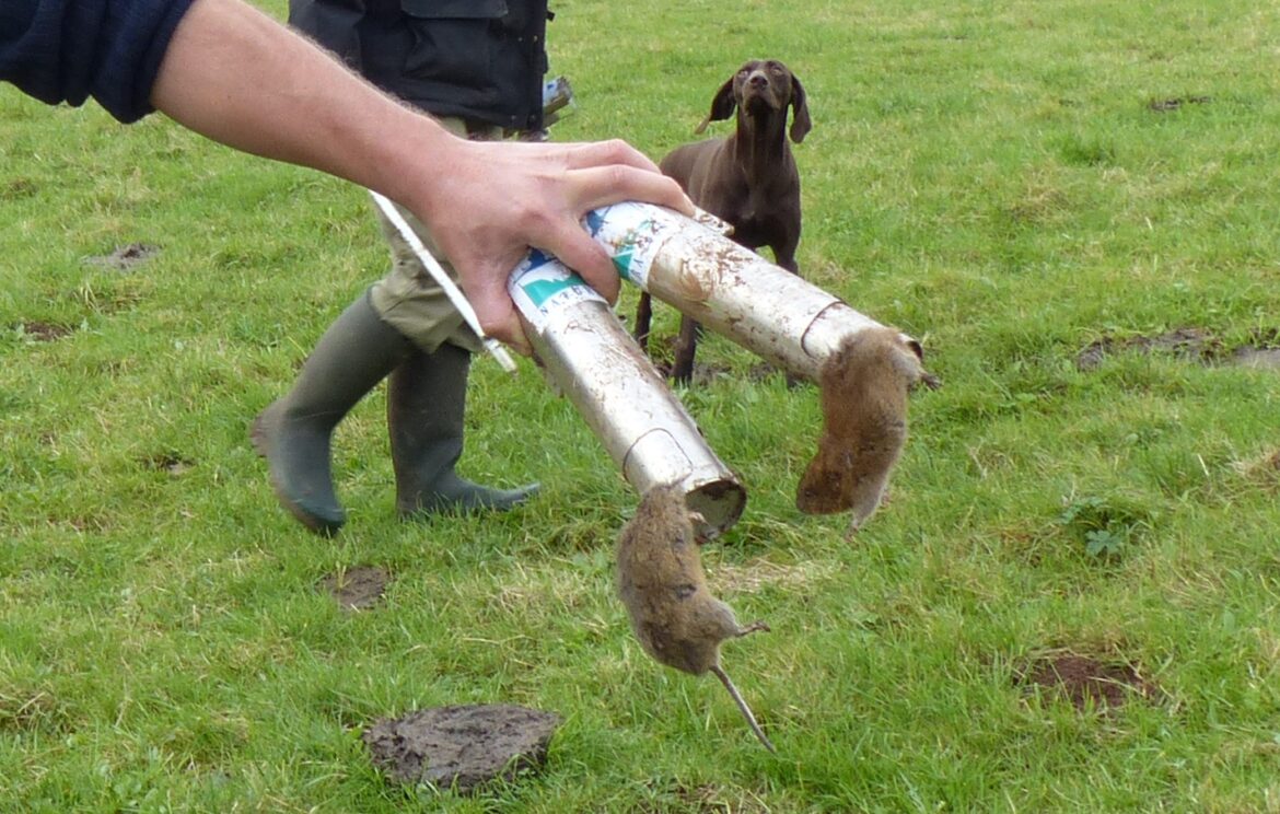 Quel poison pour tuer les taupes ?