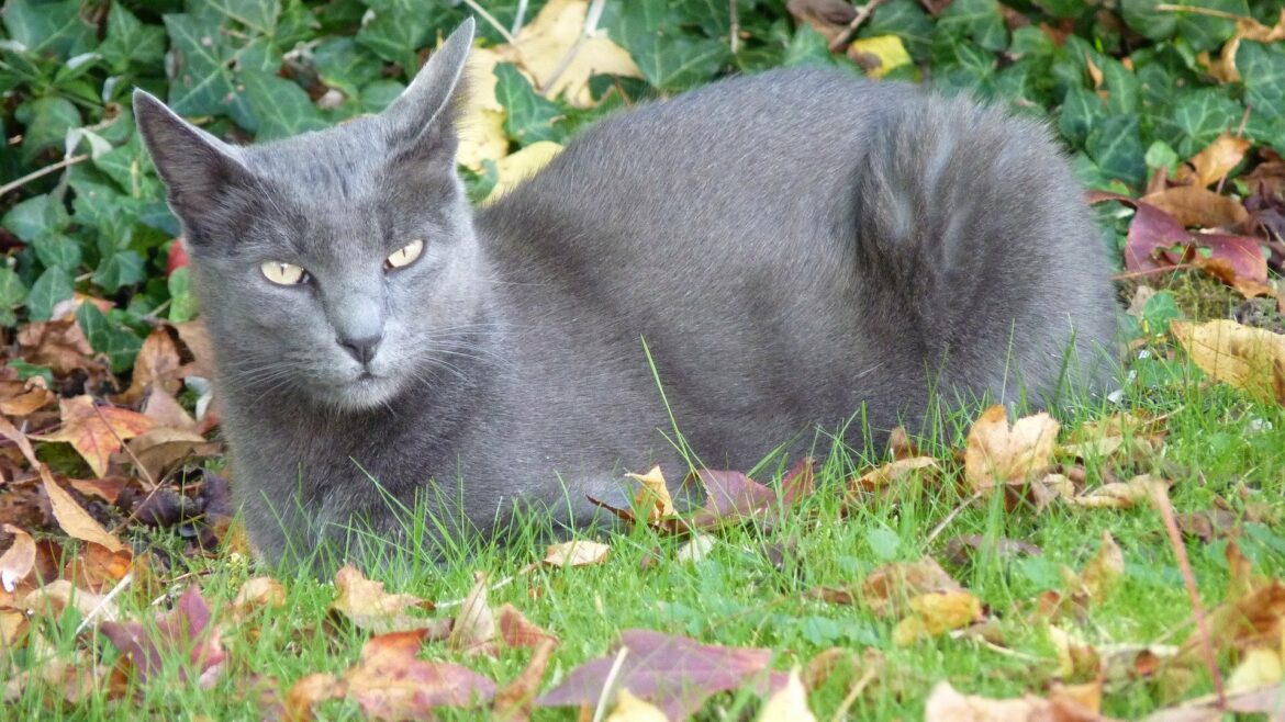 Quel race de chat qui ne griffe pas ?