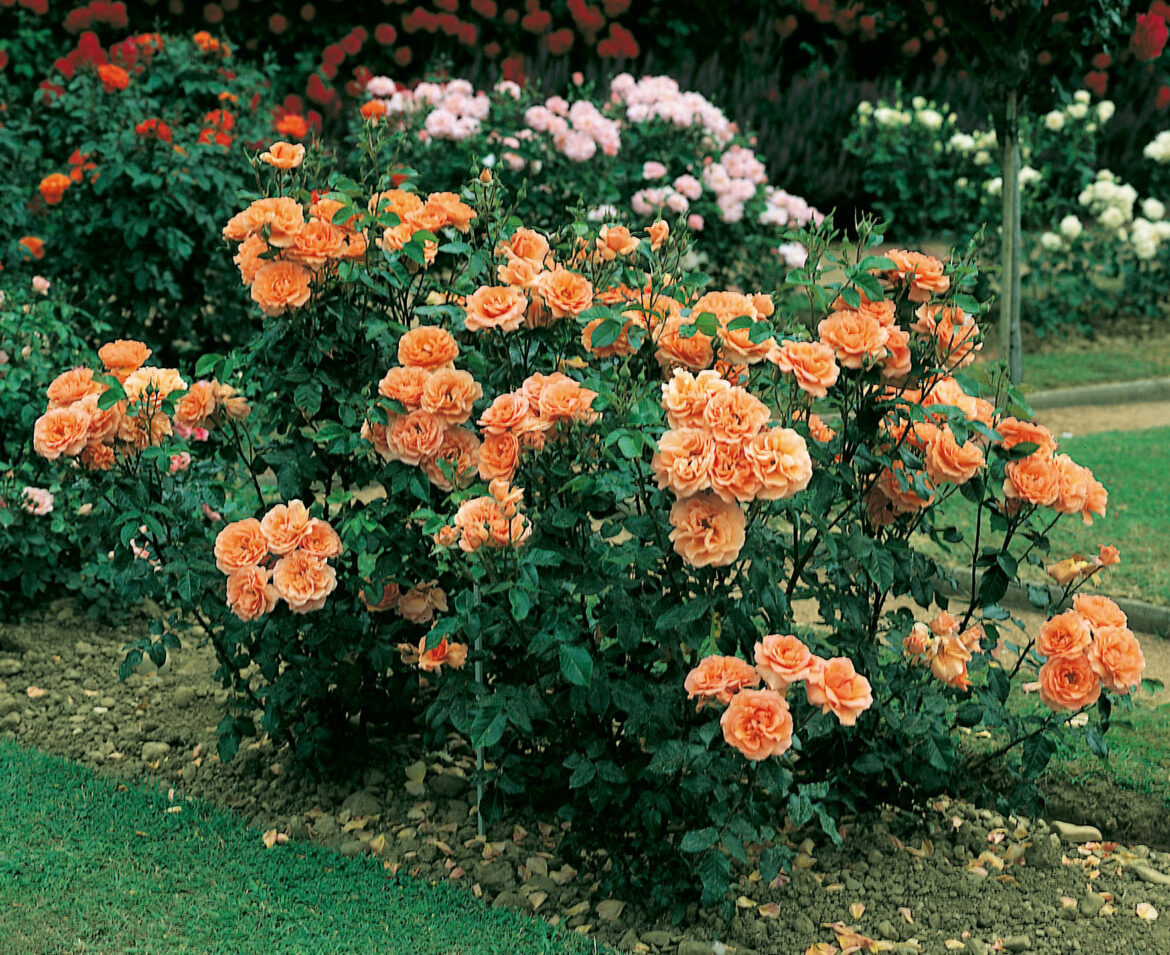 Quel rosier en plein soleil ?