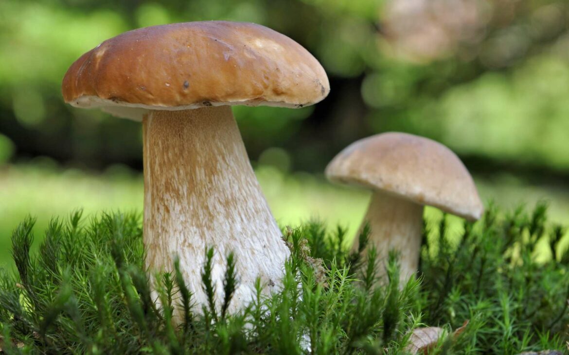 Quel site pour reconnaître les champignons ?