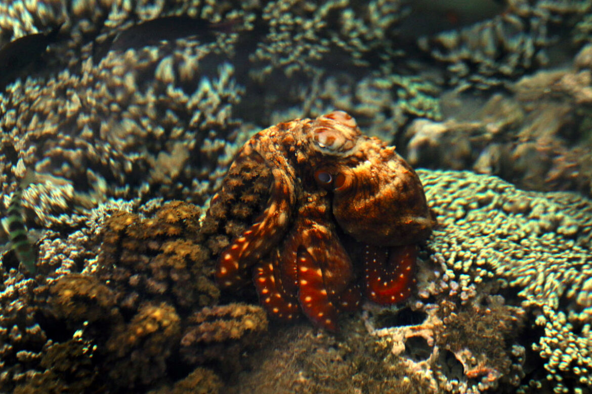 Quel type de cyprès ?